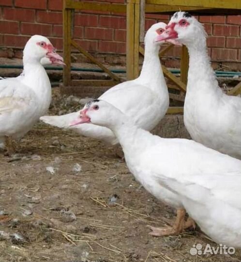 Мускусные утки