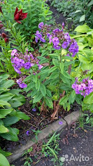 Флоксы многолетние