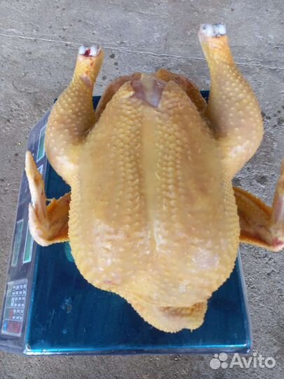 Куры бройлеры тушки мясо