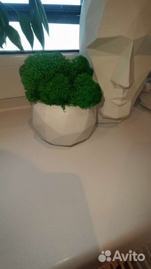 Кашпо со мхом, кашпо из гипса