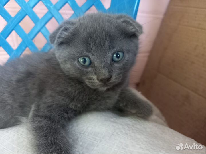 Британские котята