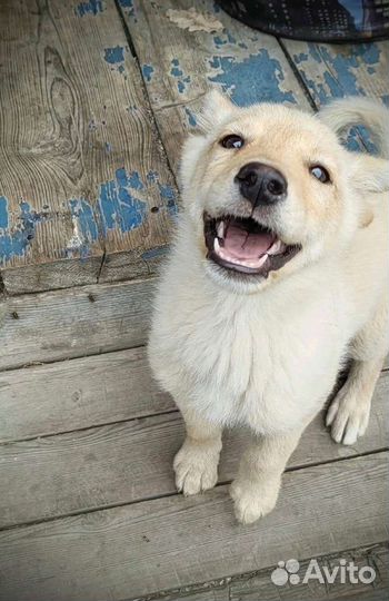 Щенок мальчик 3 месяца