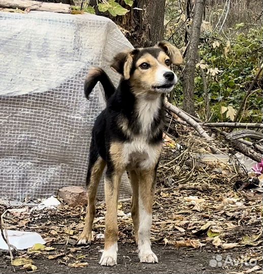 Щенок в добрые руки
