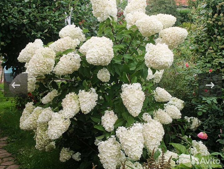 Гортензия Белый Медведь