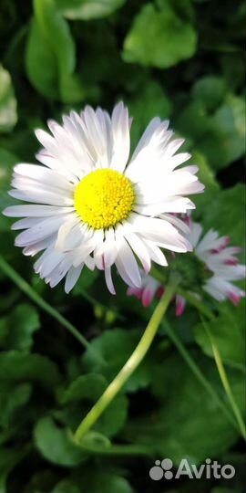 Цветы для сада, маргаритки