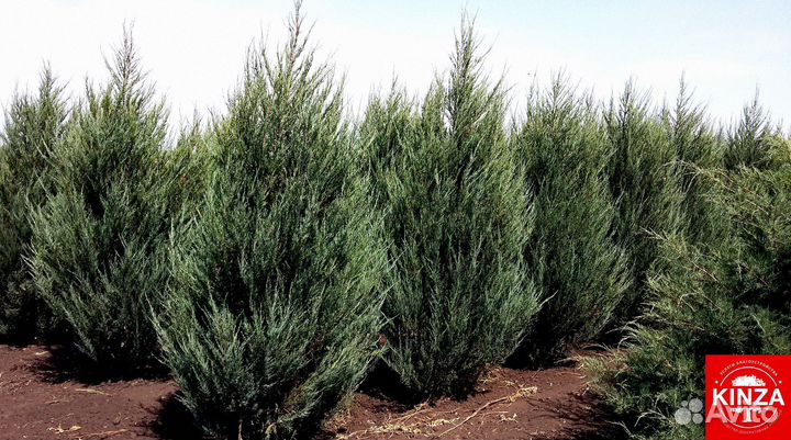 Можжевельник скайрокет и другие растения