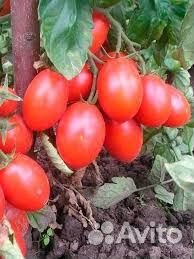 Упаковщицы овощей в Калужскую область.Вахта.Билет