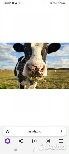 Корова на мясо