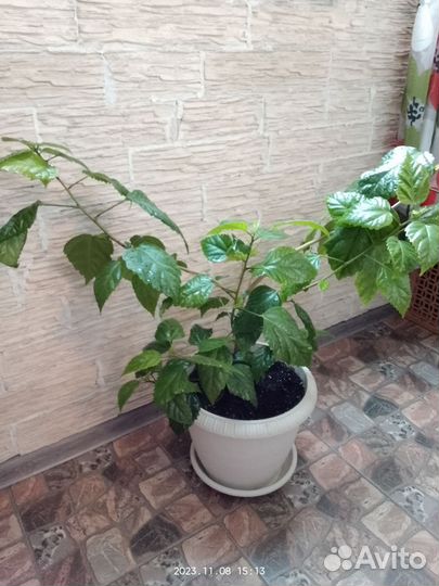 Гибискус китайская роза