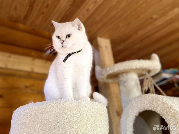 Британский кот серебристая шиншилла вязка