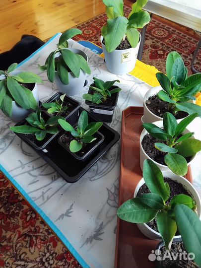 Молочай миля крупноцветковый Хамелеон