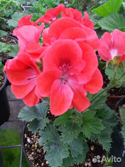 Королевская пеларгония