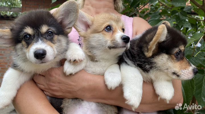 Щенки вельш-корги пемброк