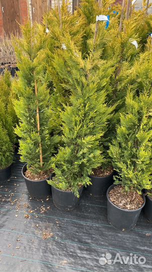 Хвойные растения