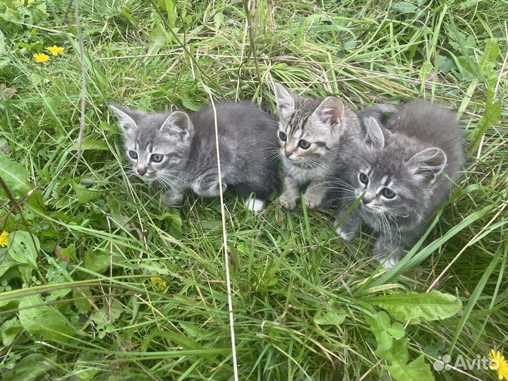 Котята в добрые руки