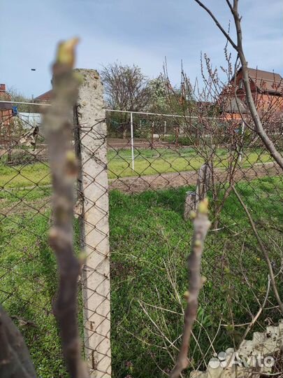 Саженцы инжира уже почки появляются