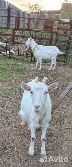 Козы 5 шт
