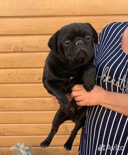 Черный мопс