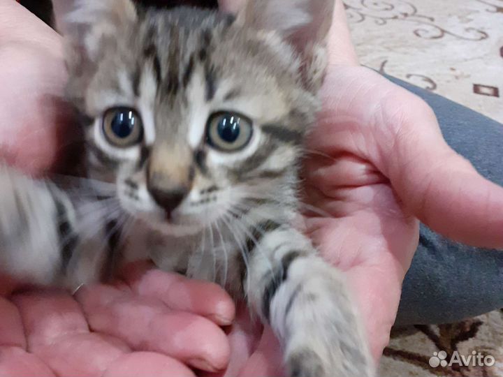 Кошка в дар бесплатно