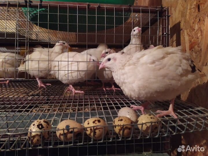 Перепелиное яйцо от семейной фермы