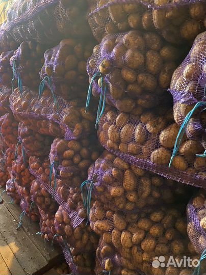 Картофель, лук, морковь