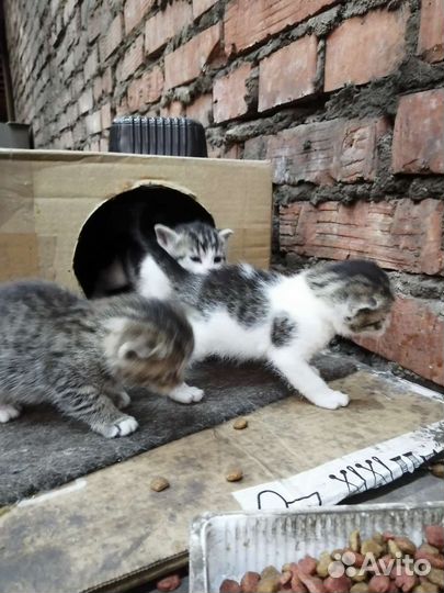 Котята бесплатно тел