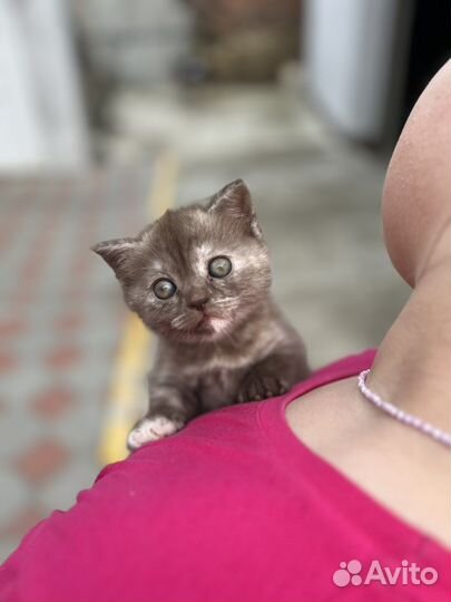 Британский котенок