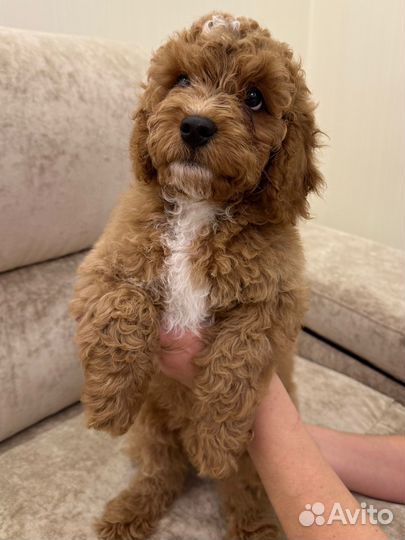 Щенки кавапу