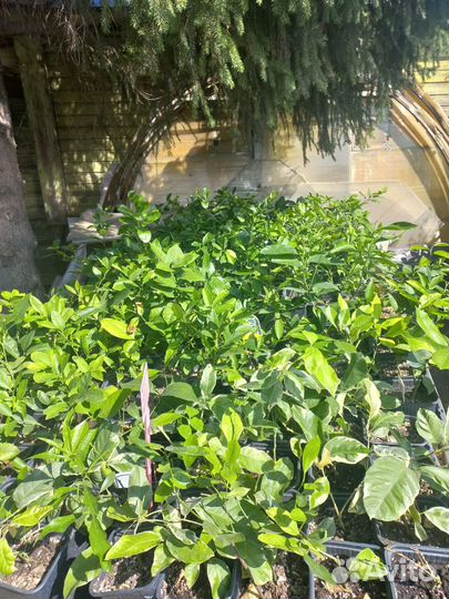 Лимоны плодоносящие из питомника растений