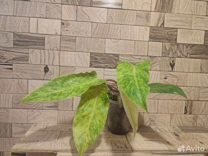 Филодендрон медуза