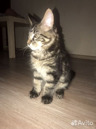 Котята Мейн -Кун