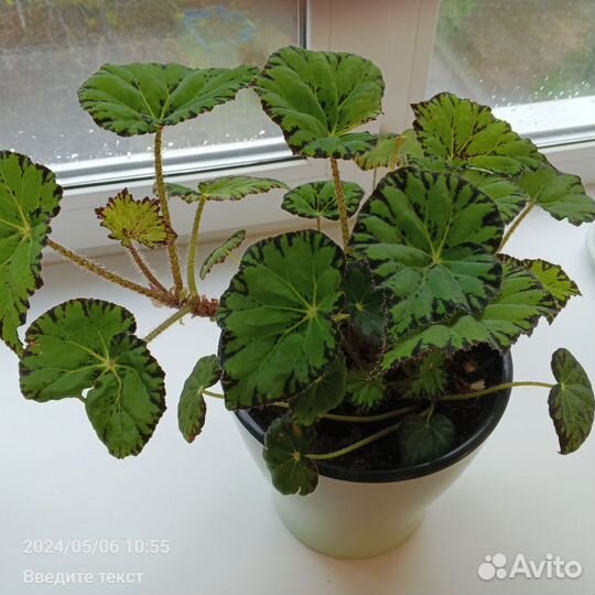 Бегония тигровая