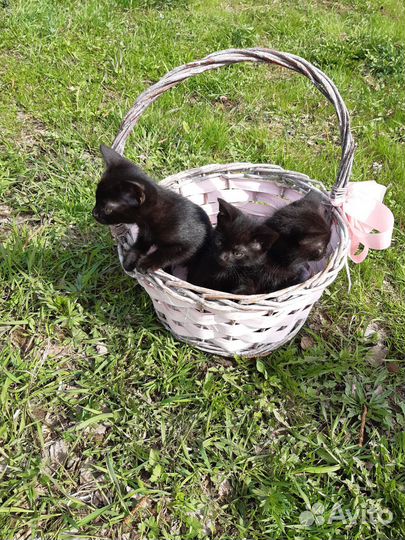 Чёрные котята котики