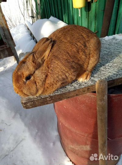 Самки рекс.кролы