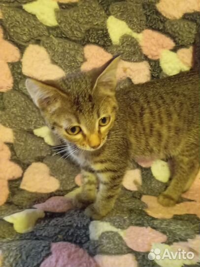 Тося в добрые руки