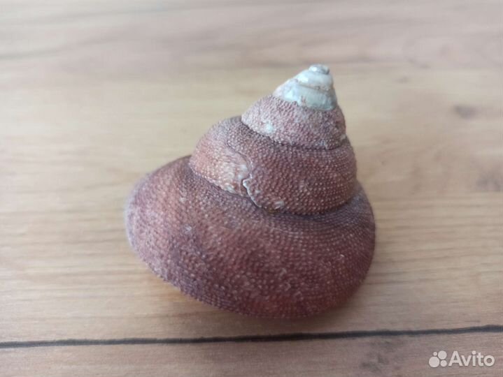 Морская раковина