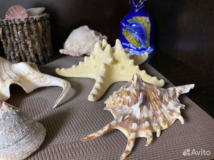 Морские ракушки