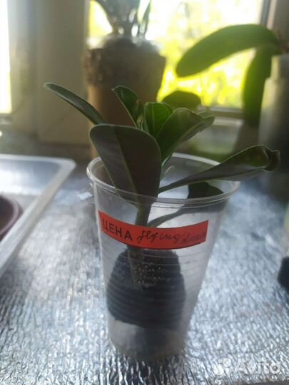 Черенок адениума