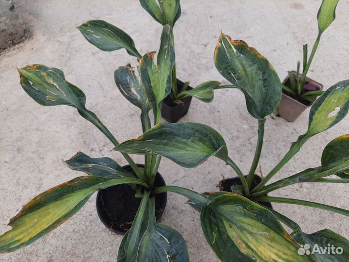 Продам многолетки,хосты