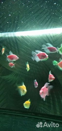 Аквариумные рыбы