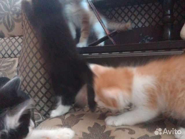 Котята