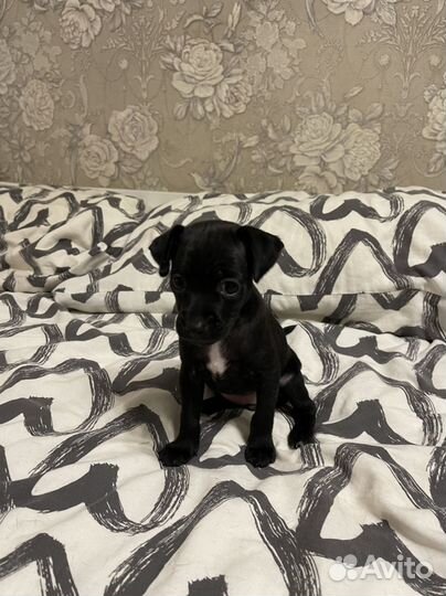 Той-терьер щенки