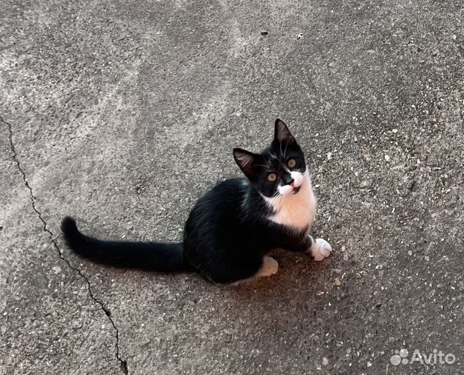 Котенок