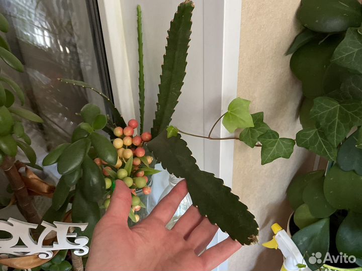 Денежное дерево толстянка