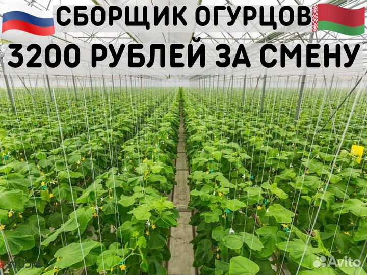 Сборщик огурцов. Проживание+питание.Москва