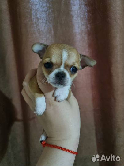 Щенки чихуахуа