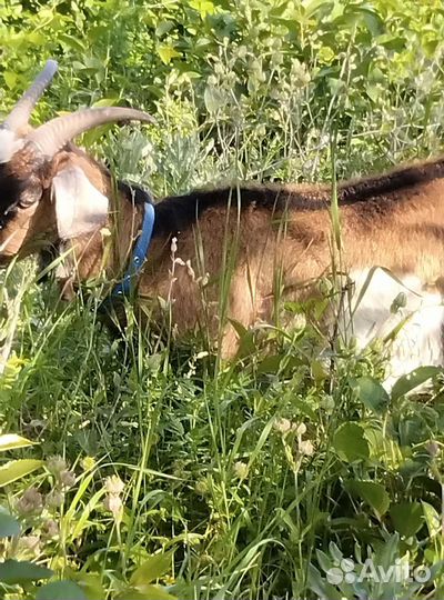 Козы дойные