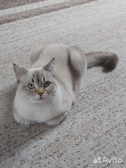 Кошки в добрые руки бесплатно