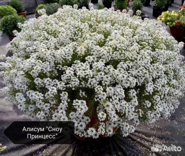Алиссум сноу принцесс семена фото