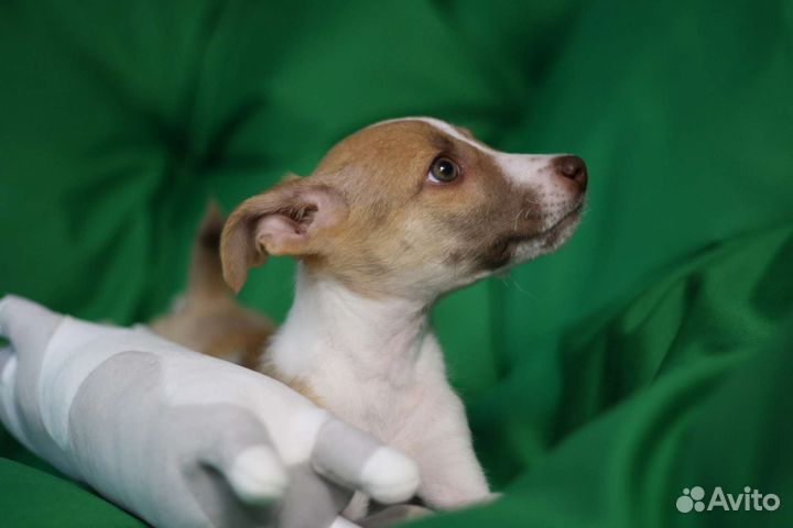 Джесси щенок бесплатно в добрые руки